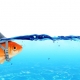 Goldfish meets shark